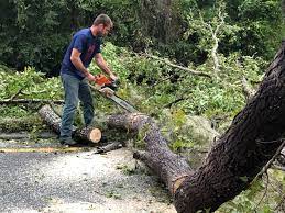 Best Arborist Consultation Services  in Liberty, TX
