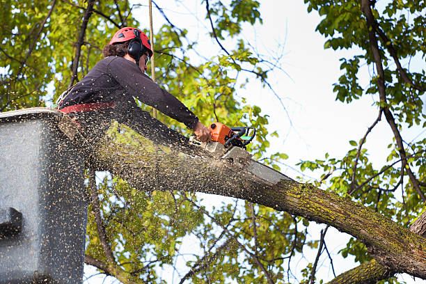 Best Lawn Pest Prevention  in Liberty, TX
